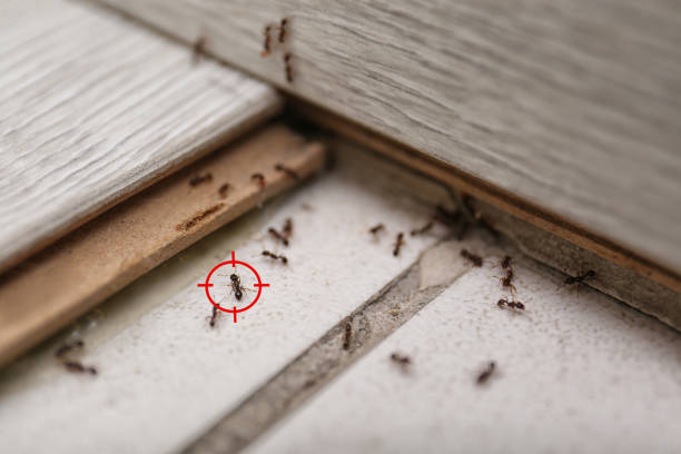 Wasp Removal Services in Ashland, NE