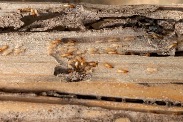 Bird Control in Ashland, NE